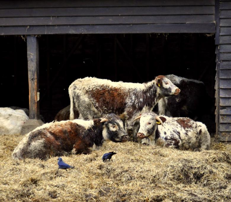 Free stock image of Cattle  created by Kate Towers 