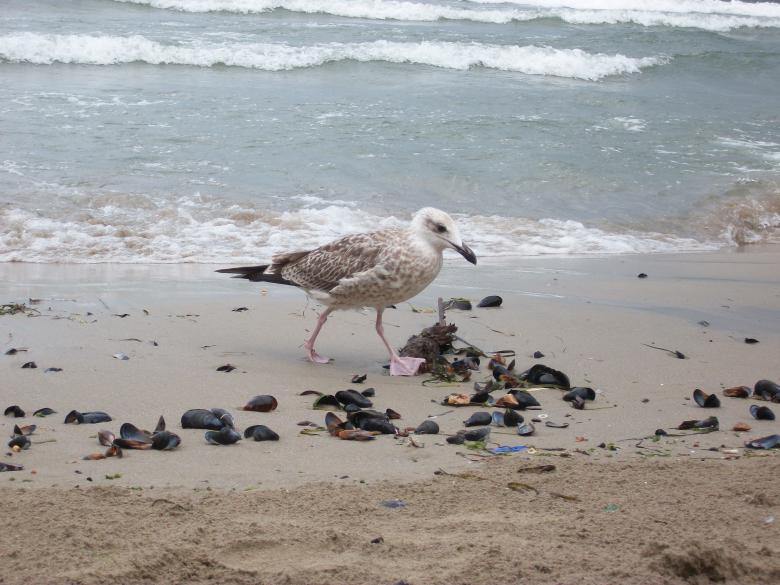 Free stock image of European Herring Gull created by Antonio Chakov