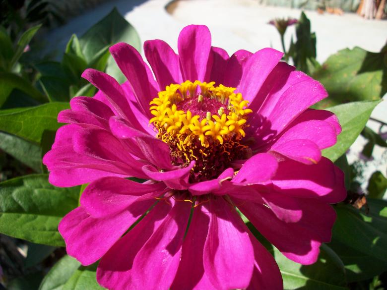 Free stock image of Flower created by Antonio Chakov
