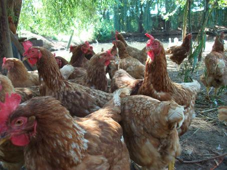 Hens - Free Stock Photo