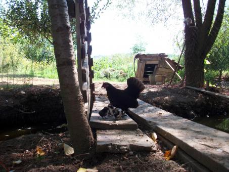 Little Chickens - Free Stock Photo