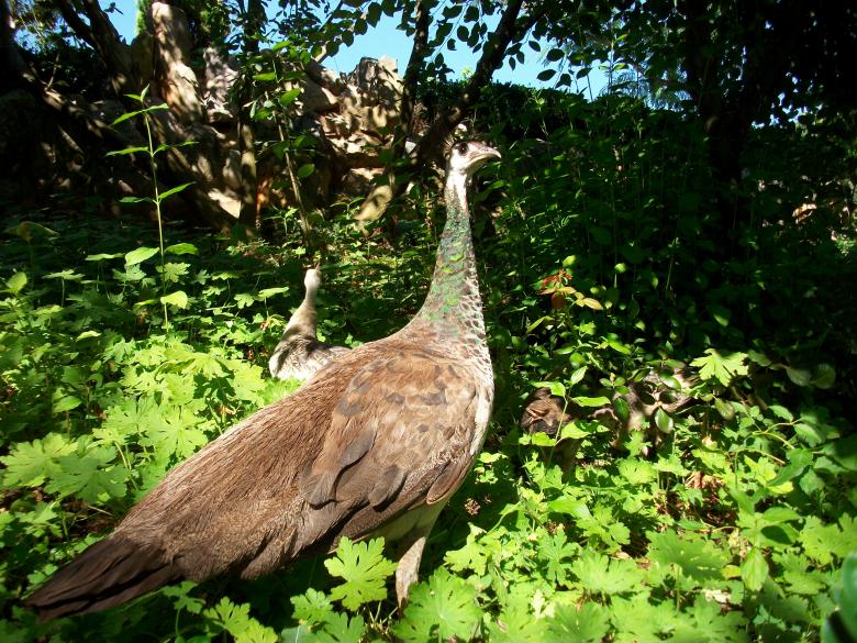 Free stock image of Peacock created by Antonio Chakov