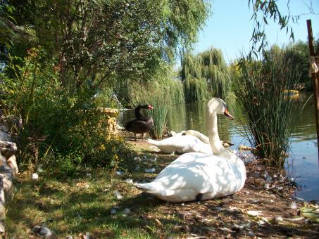 Swan - Free Stock Photo