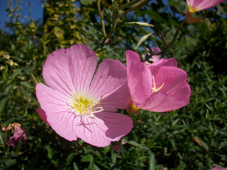 Free stock image of Flowers created by Antonio Chakov