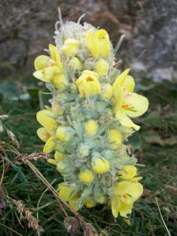 Yellow Plant