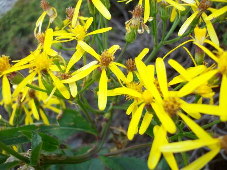 Yellow Flowers