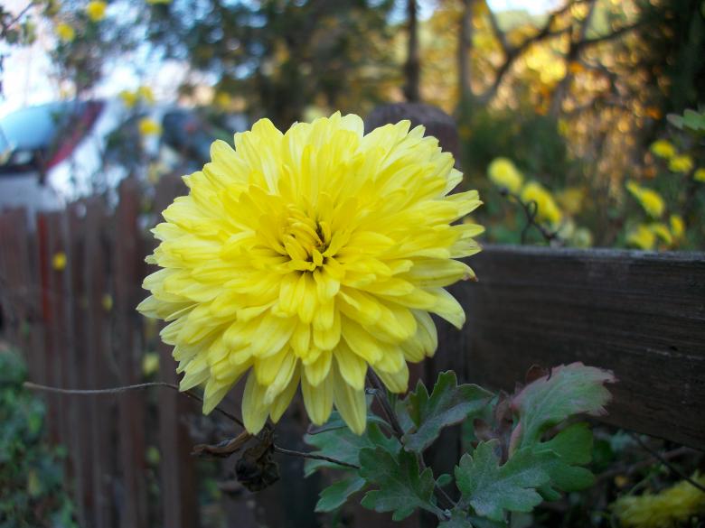 Free stock image of Yellow Flower created by Antonio Chakov