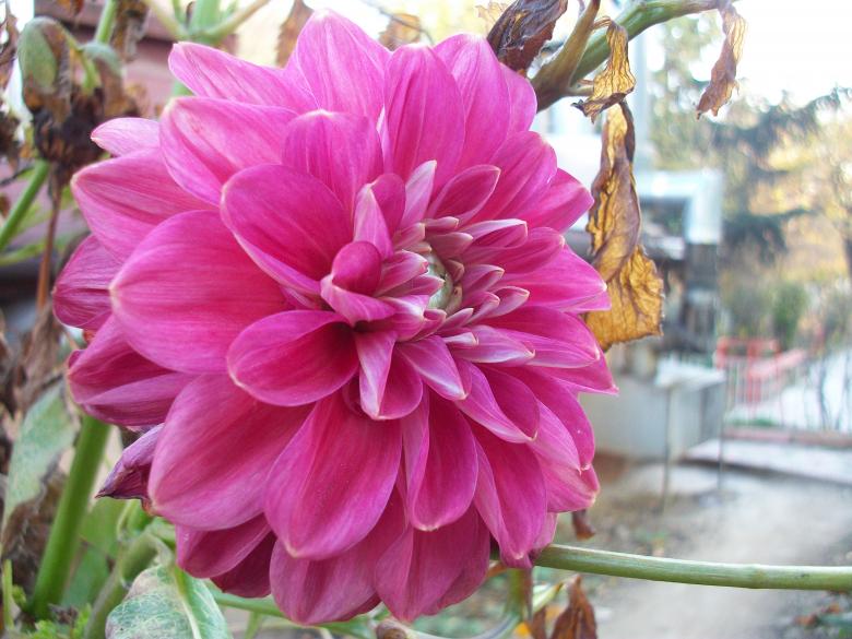 Free stock image of Pink Flower created by Antonio Chakov