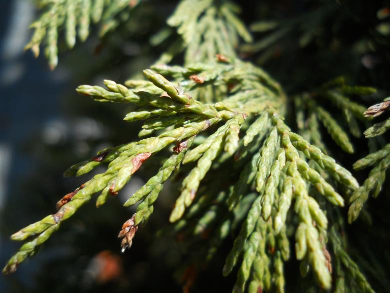 Free stock image of Tree Branch created by Antonio Chakov
