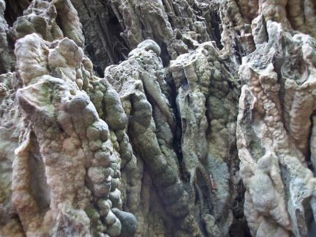 Wood Formation - Free Stock Photo