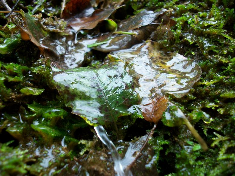 Free stock image of Water and Leaves created by Antonio Chakov