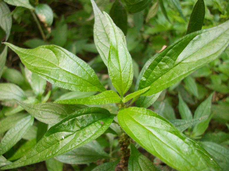 Free stock image of Green Plant created by Antonio Chakov
