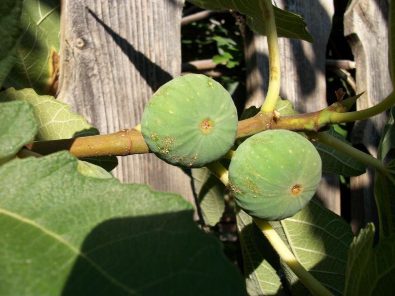 Free stock image of Figs created by Antonio Chakov
