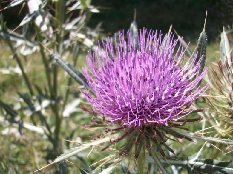 Free stock image of Donkeys Thorn created by Antonio Chakov