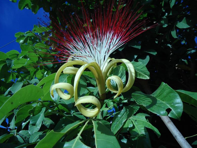 Free stock image of The flower created by João Gomes da Silva Brás