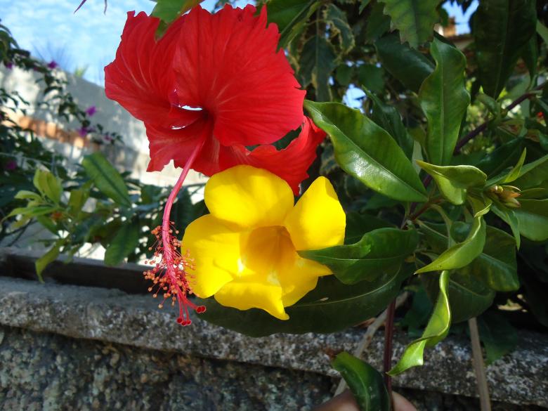 Free stock image of Red and Yellow Flowers created by João Gomes da Silva Brás