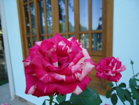 Red Roses