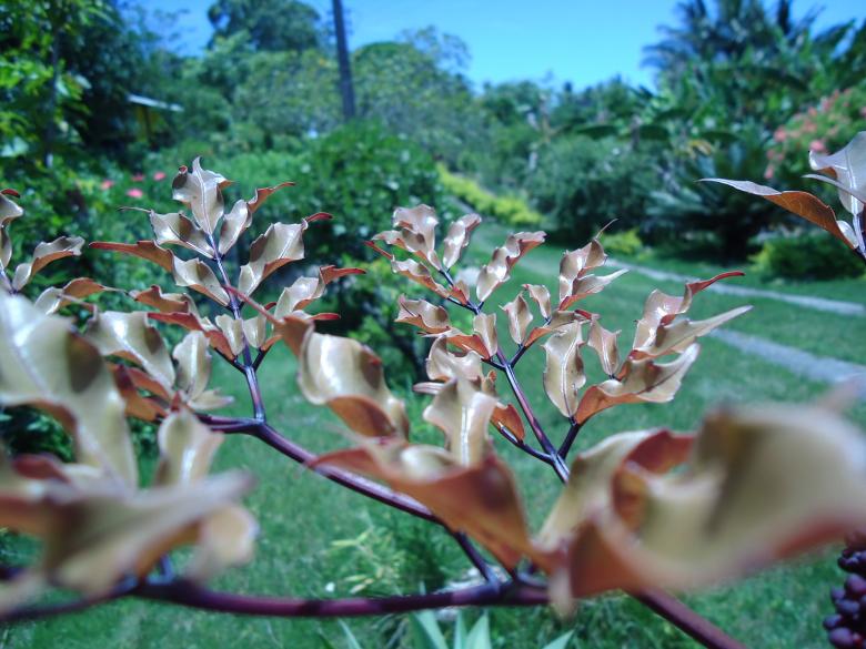 Free stock image of Golden leaves created by João Gomes da Silva Brás