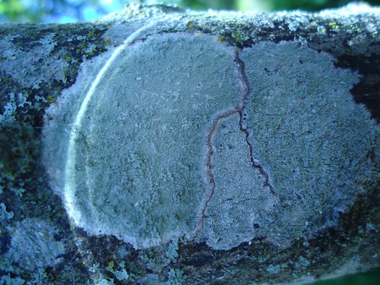 Free stock image of Fungus created by João Gomes da Silva Brás