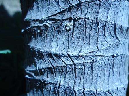 Plant texture