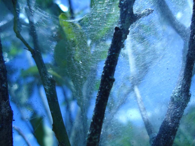 Free stock image of Spider web created by João Gomes da Silva Brás