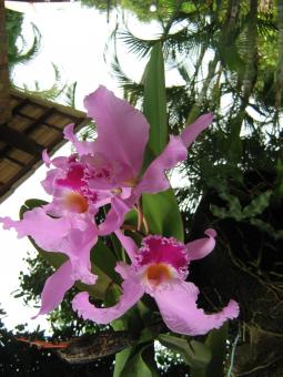 Orquidea - Free Stock Photo