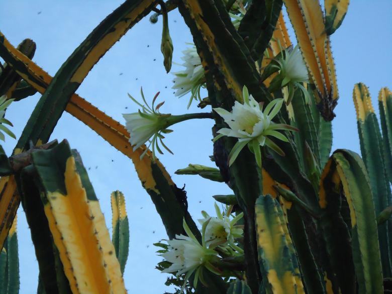 Free stock image of Cacto created by João Gomes da Silva Brás