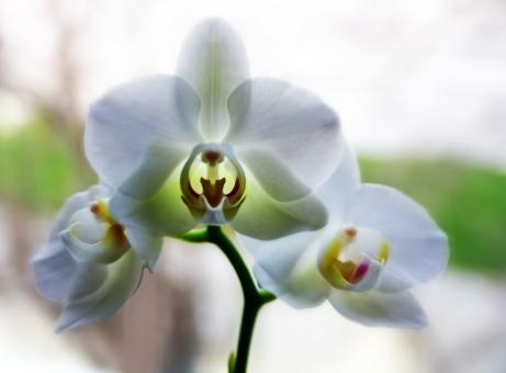 White Orchids - Free Stock Photo