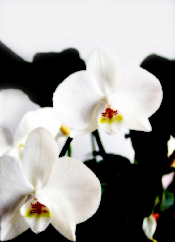 Free stock image of White Orchids created by Chumak Alexey