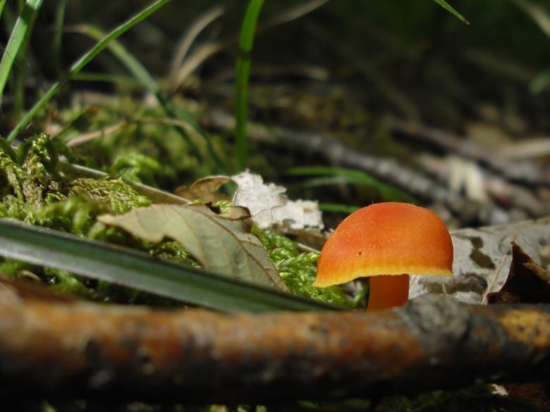 Free stock image of Mushroom created by Chumak Alexey