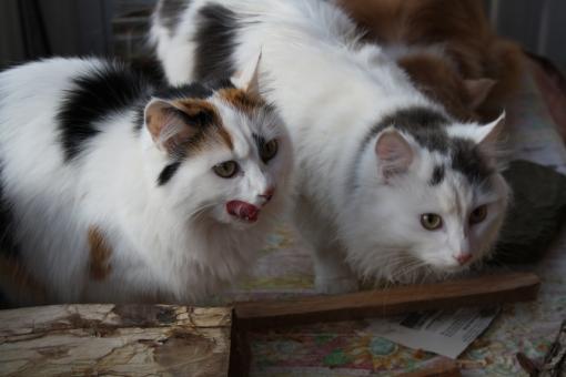Cats Eating - Free Stock Photo