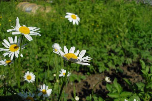 Camomile's - Free Stock Photo