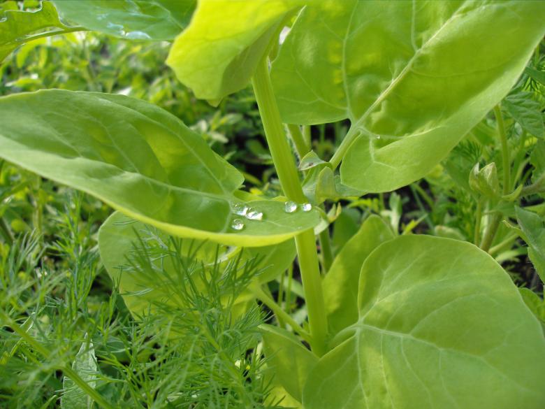 Free stock image of Dew on green plants created by Chumak Alexey