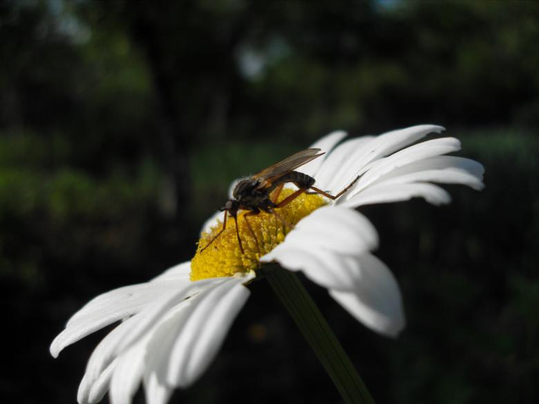 Free stock image of Camomile created by Chumak Alexey