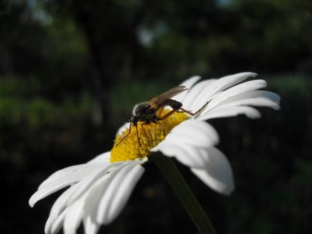 Camomile - Free Stock Photo
