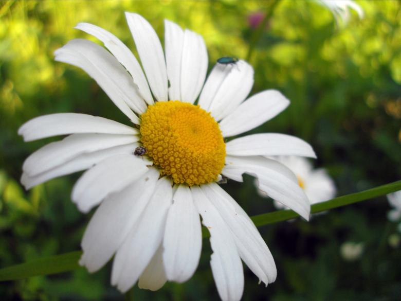 Free stock image of Camomile created by Chumak Alexey