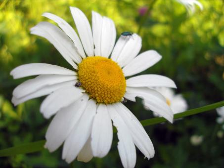 Camomile - Free Stock Photo