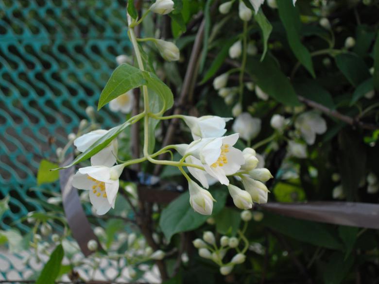 Free stock image of Jasmine created by Chumak Alexey