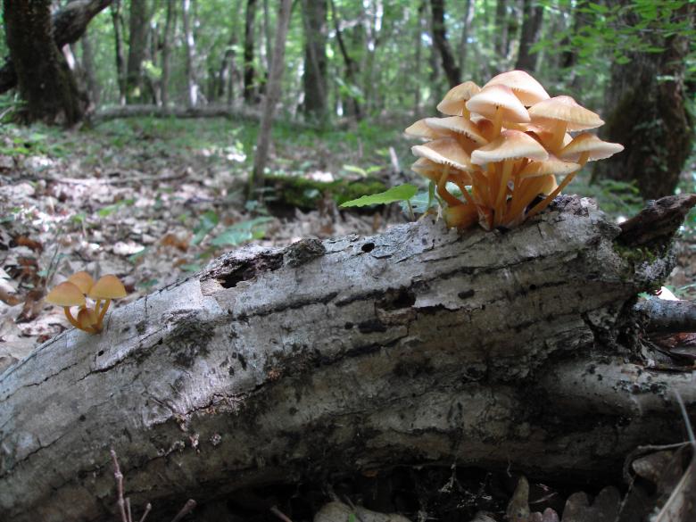 Free stock image of Forest mushrooms created by Chumak Alexey