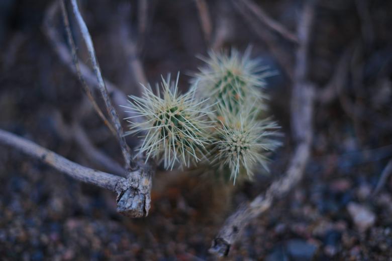 Free stock image of Cactus created by Eric