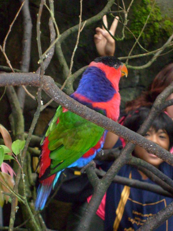 Free stock image of Parrot created by Jochanan Wahjudi