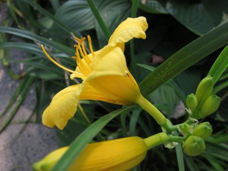 Yellow Bloom - Free Stock Photo