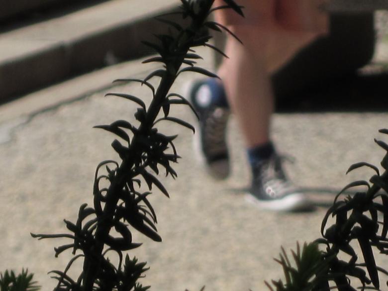 Free stock image of Shoes thru hedge created by Skylar Jay