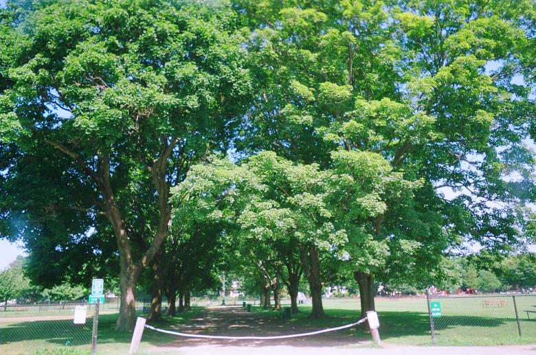 Free stock image of Green Trees created by Skylar Jay