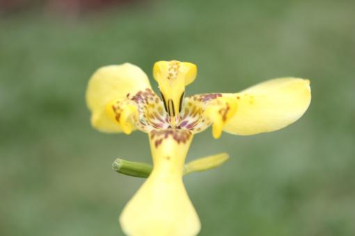 Yellow Flower - Free Stock Photo