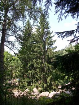 The Tree - Free Stock Photo