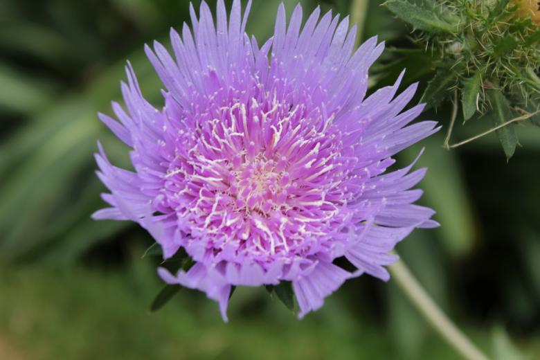 Free stock image of Purple Flower created by Jochanan Wahjudi