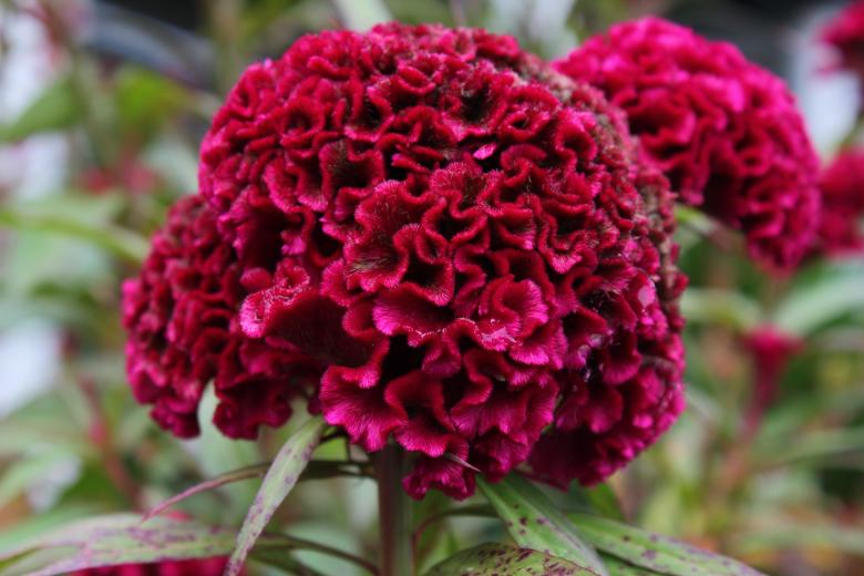 Free stock image of Red Flower created by Jochanan Wahjudi