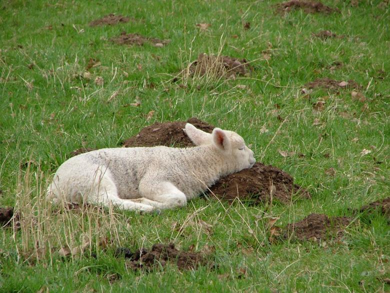 Free stock image of I need a rest! created by Mo Awkati