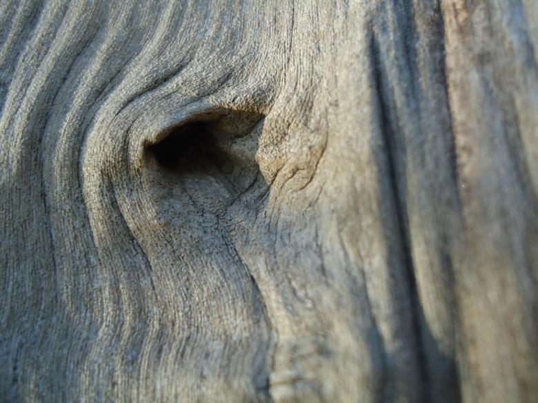 Free stock image of Eye of elephant created by João Gomes da Silva Brás